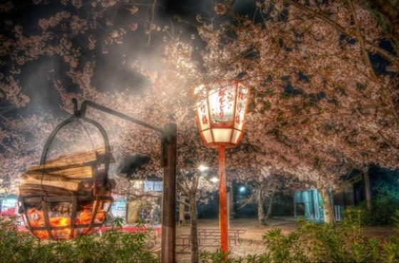 Thắp hương tại lễ hội Kyoto Cherry Blossom