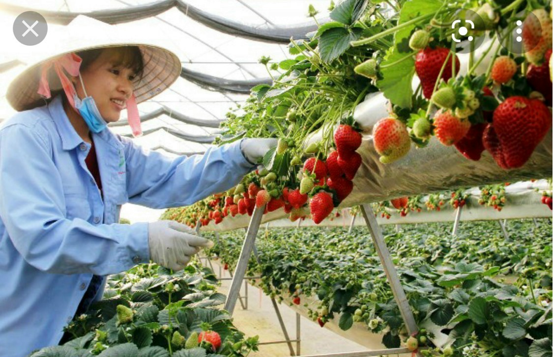Hình ảnh làm nông nghiệp dâu tây ở Nhật Bản của lao động Việt Nam